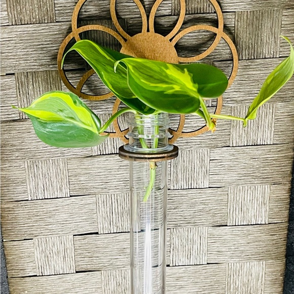 Propagation Station with Philodendron Brasil cutting - Picture 1 of 3